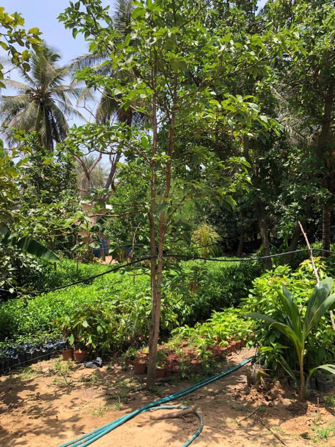Villa Nemocotier Cap Skirring Luaran gambar